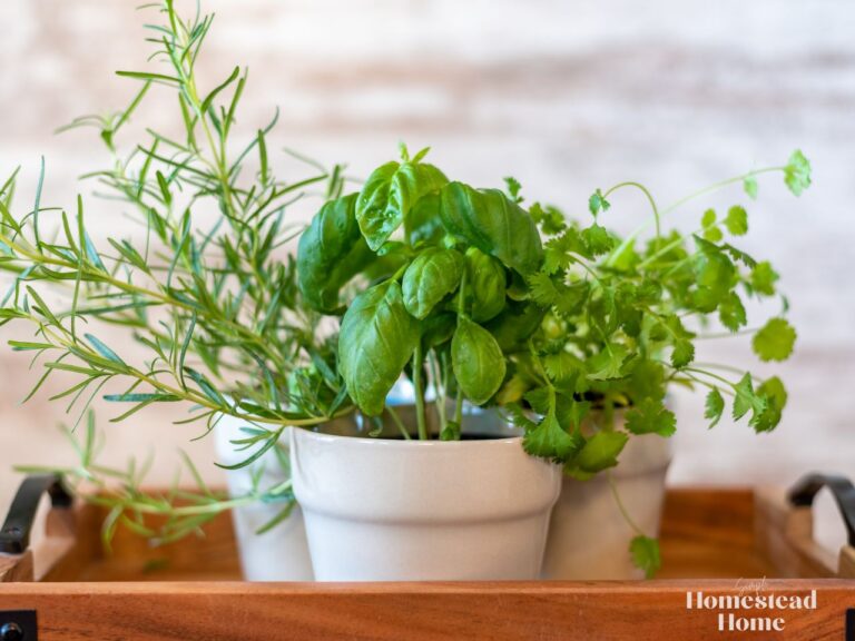 A variety of herbs in a ceramic pot, sitting on a wooden table.