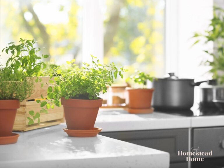 The Budget-Friendly Guide to Growing Herbs and Plants Indoors